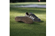 adidas Gazelle Spikeless Golf Dark Chalk (JQ7747) braun 3