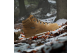 adidas Snowpitch Cold.Rdy (IH3664) orange 2