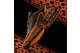 Nike Air Max DN Safari (HM0811-900) bunt 2