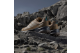 adidas Skychaser Ax5 (JH7802) beige 5