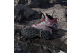 adidas Skychaser Mid Gore Tex (IH2806) bunt 3