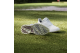 adidas Solarmotion BOA 24 Spikeless (IF0288) weiss 3